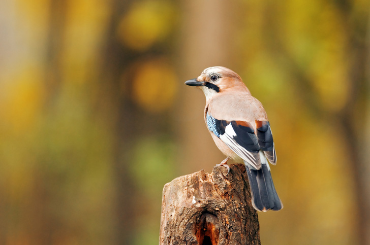 birds, birding, New Mexico, audubon, bird watching, wildlife, bird affected by pollution, birds affected by noise pollution