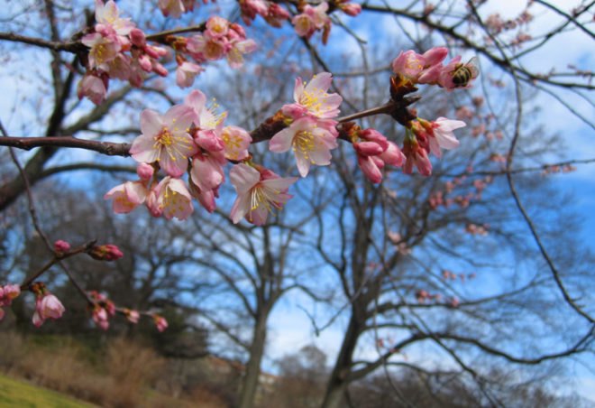 spring in nyc, spring blooms, spring flowers, where to see spring bloom in nyc, brooklyn botanic garden, brooklyn botanic garden spring, bbg cherry trees