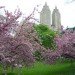 spring in nyc, spring blooms, spring flowers, where to see spring bloom in nyc, central park, central park spring, cherry blossoms