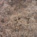 coconut coir, coconut, coir, soil alternative, eco friendly growing medium, coconut soil, gardening, urban gardening, plants, growing plants, soil made of coconuts, costa farms, costa, peat, renewable soil, peat moss,