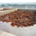 coconut coir, coconut, coir, soil alternative, eco friendly growing medium, coconut soil, gardening, urban gardening, plants, growing plants, soil made of coconuts, costa farms, costa, peat, renewable soil, peat moss,