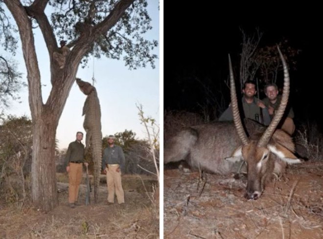 Trump, Donald Trump, Donald Trump Jr., Eric Trump, Ivanka Trump, PETA, conservation, animal rights, Zimbabwe, hunting, elephants, buffalo,