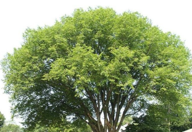 american elm, dutch elm disease, cloning, University of Guelph, endangered species, Praveen Saxena, elm trees, in vitro technologies, endangered plants, urban sprawl