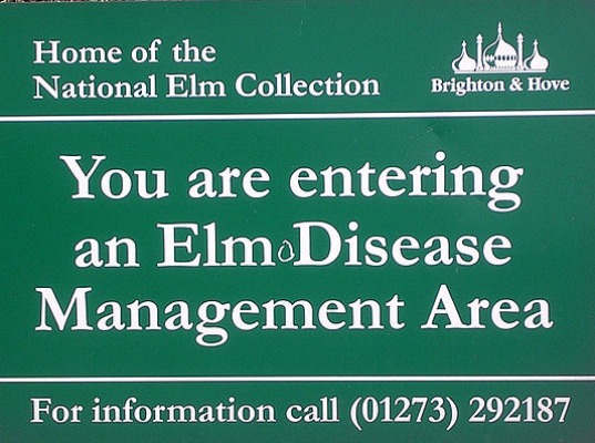 american elm, dutch elm disease, cloning, University of Guelph, endangered species, Praveen Saxena, elm trees, in vitro technologies, endangered plants, urban sprawl