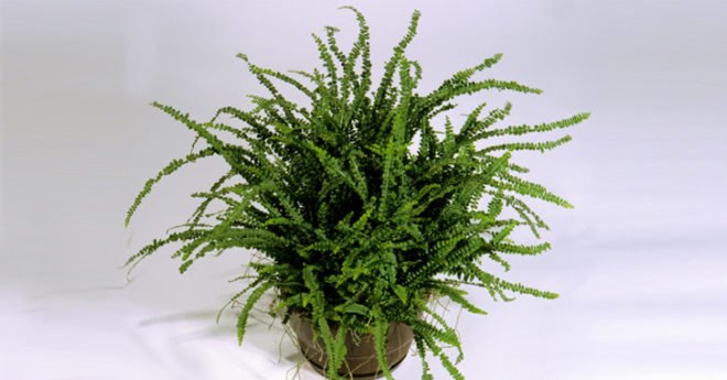 palms, potted plants, air purifying plants, indoor plants, plants for health, air cleaning plants, lilies, peace lilies, Dendrobium, orchids, ferns, Schefflera, anthuriums, song of india, gardening, urban gardening, indoor garden, vocs, air filter, natural air filter, green design, eco design, sustainable design