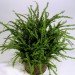 palms, potted plants, air purifying plants, indoor plants, plants for health, air cleaning plants, lilies, peace lilies, Dendrobium, orchids, ferns, Schefflera, anthuriums, song of india, gardening, urban gardening, indoor garden, vocs, air filter, natural air filter, green design, eco design, sustainable design