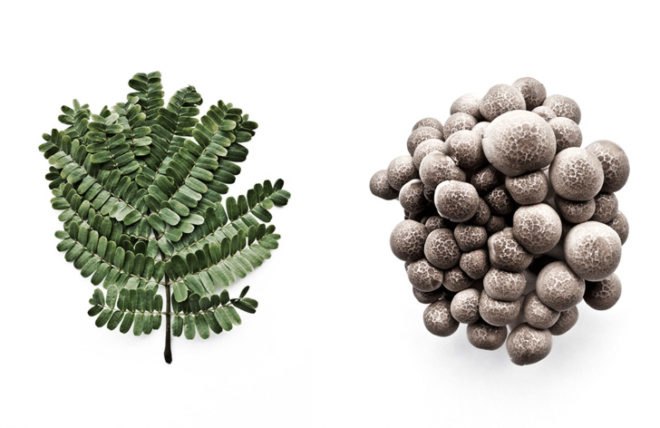 francis ooi, what i see when i run, green art, eco art, sustainable design, green design, recycled materials, botanical prints, recycled materials, nature, environmental art