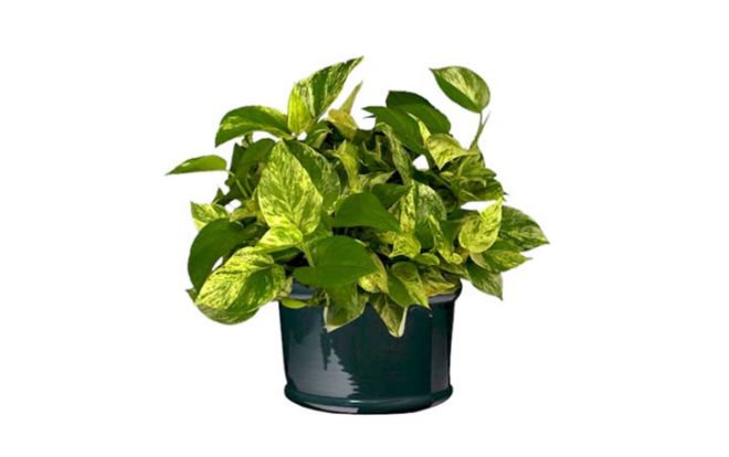 palms, potted plants, air purifying plants, indoor plants, plants for health, air cleaning plants, lilies, peace lilies, Dendrobium, orchids, ferns, Schefflera, anthuriums, song of india, gardening, urban gardening, indoor garden, vocs, air filter, natural air filter, green design, eco design, sustainable design
