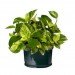 palms, potted plants, air purifying plants, indoor plants, plants for health, air cleaning plants, lilies, peace lilies, Dendrobium, orchids, ferns, Schefflera, anthuriums, song of india, gardening, urban gardening, indoor garden, vocs, air filter, natural air filter, green design, eco design, sustainable design