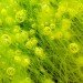 Algae, algae closeup, ulva alga, underwater, algae power, green energy, clean tech