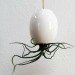 mudpuppy, hanging pods, Mike McDowell, tillandsia, plant pots, suspended planting, air plants, ceramic plant pots, sustainable pots, green gardening design