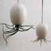 mudpuppy, hanging pods, Mike McDowell, tillandsia, plant pots, suspended planting, air plants, ceramic plant pots, sustainable pots, green gardening design