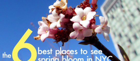 spring in nyc, spring blooms, spring flowers, where to see spring bloom in nyc, best places to see spring flowers nyc