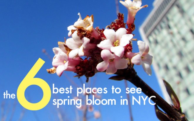 spring in nyc, spring blooms, spring flowers, where to see spring bloom in nyc, best places to see spring flowers nyc