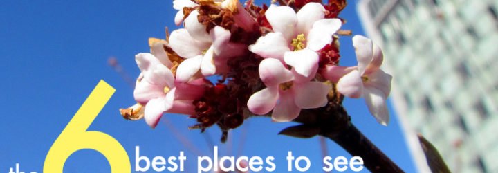 spring in nyc, spring blooms, spring flowers, where to see spring bloom in nyc, best places to see spring flowers nyc