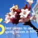 spring in nyc, spring blooms, spring flowers, where to see spring bloom in nyc, best places to see spring flowers nyc