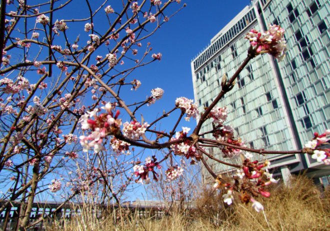 spring in nyc, spring blooms, spring flowers, where to see spring bloom in nyc, high line, high line nyc, high line spring