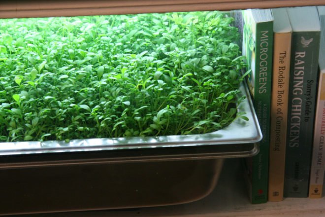 jenna spevack, microfarms, mixed greens gallery, urban gardening, Eight Extraordinary Greens, jenna spevack art