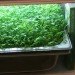 jenna spevack, microfarms, mixed greens gallery, urban gardening, Eight Extraordinary Greens, jenna spevack art
