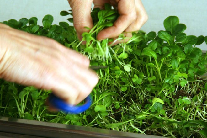 jenna spevack, microfarms, mixed greens gallery, urban gardening, Eight Extraordinary Greens, jenna spevack art