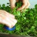 jenna spevack, microfarms, mixed greens gallery, urban gardening, Eight Extraordinary Greens, jenna spevack art