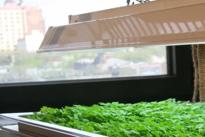 jenna spevack, microfarms, mixed greens gallery, urban gardening, Eight Extraordinary Greens, jenna spevack art