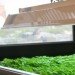 jenna spevack, microfarms, mixed greens gallery, urban gardening, Eight Extraordinary Greens, jenna spevack art