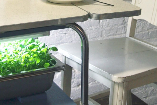 jenna spevack, microfarms, mixed greens gallery, urban gardening, Eight Extraordinary Greens, jenna spevack art