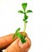 jenna spevack, microfarms, mixed greens gallery, urban gardening, Eight Extraordinary Greens, jenna spevack art