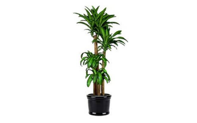 palms, potted plants, air purifying plants, indoor plants, plants for health, air cleaning plants, lilies, peace lilies, Dendrobium, orchids, ferns, Schefflera, anthuriums, song of india, gardening, urban gardening, indoor garden, vocs, air filter, natural air filter, green design, eco design, sustainable design