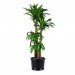 palms, potted plants, air purifying plants, indoor plants, plants for health, air cleaning plants, lilies, peace lilies, Dendrobium, orchids, ferns, Schefflera, anthuriums, song of india, gardening, urban gardening, indoor garden, vocs, air filter, natural air filter, green design, eco design, sustainable design