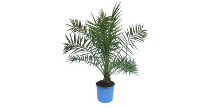 palms, potted plants, air purifying plants, indoor plants, plants for health, air cleaning plants, lilies, peace lilies, Dendrobium, orchids, ferns, Schefflera, anthuriums, song of india, gardening, urban gardening, indoor garden, vocs, air filter, natural air filter, green design, eco design, sustainable design