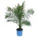 palms, potted plants, air purifying plants, indoor plants, plants for health, air cleaning plants, lilies, peace lilies, Dendrobium, orchids, ferns, Schefflera, anthuriums, song of india, gardening, urban gardening, indoor garden, vocs, air filter, natural air filter, green design, eco design, sustainable design