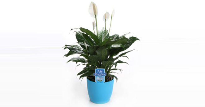 palms, potted plants, air purifying plants, indoor plants, plants for health, air cleaning plants, lilies, peace lilies, Dendrobium, orchids, ferns, Schefflera, anthuriums, song of india, gardening, urban gardening, indoor garden, vocs, air filter, natural air filter, green design, eco design, sustainable design