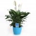 palms, potted plants, air purifying plants, indoor plants, plants for health, air cleaning plants, lilies, peace lilies, Dendrobium, orchids, ferns, Schefflera, anthuriums, song of india, gardening, urban gardening, indoor garden, vocs, air filter, natural air filter, green design, eco design, sustainable design