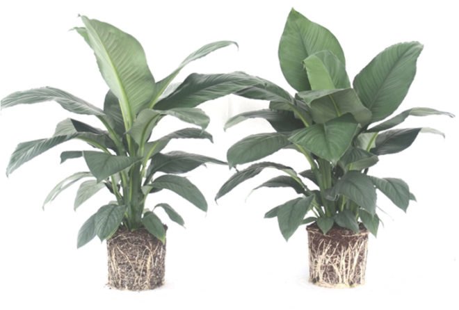 coconut coir, coconut, coir, soil alternative, eco friendly growing medium, coconut soil, gardening, urban gardening, plants, growing plants, soil made of coconuts, costa farms, costa, peat, renewable soil, peat moss,