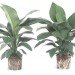 coconut coir, coconut, coir, soil alternative, eco friendly growing medium, coconut soil, gardening, urban gardening, plants, growing plants, soil made of coconuts, costa farms, costa, peat, renewable soil, peat moss,