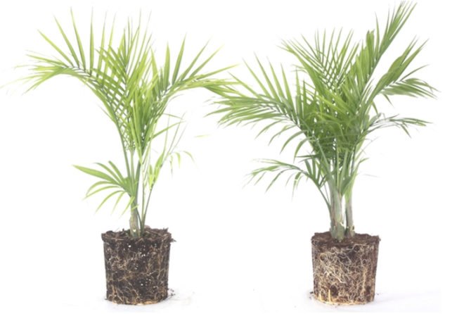coconut coir, coconut, coir, soil alternative, eco friendly growing medium, coconut soil, gardening, urban gardening, plants, growing plants, soil made of coconuts, costa farms, costa, peat, renewable soil, peat moss,