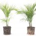 coconut coir, coconut, coir, soil alternative, eco friendly growing medium, coconut soil, gardening, urban gardening, plants, growing plants, soil made of coconuts, costa farms, costa, peat, renewable soil, peat moss,
