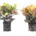 coconut coir, coconut, coir, soil alternative, eco friendly growing medium, coconut soil, gardening, urban gardening, plants, growing plants, soil made of coconuts, costa farms, costa, peat, renewable soil, peat moss,