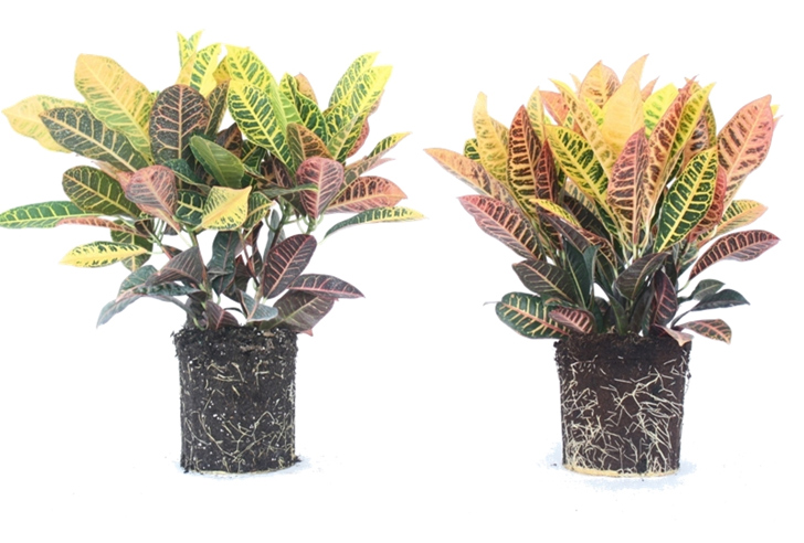 coconut coir, coconut, coir, soil alternative, eco friendly growing medium, coconut soil, gardening, urban gardening, plants, growing plants, soil made of coconuts, costa farms, costa, peat, renewable soil, peat moss,
