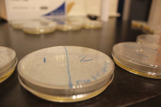 petri dish, science, biology, micribiology, fungi, fungus, science lab