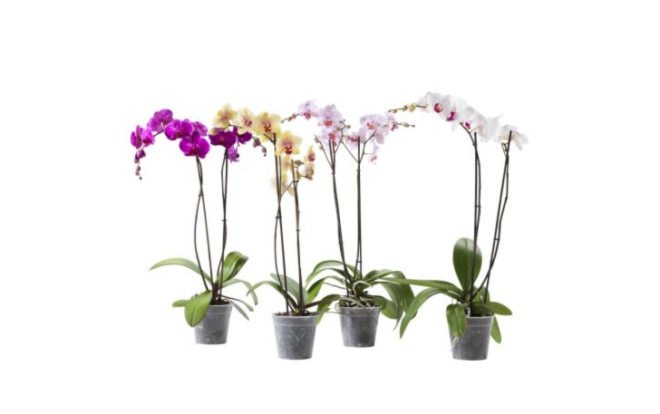 palms, potted plants, air purifying plants, indoor plants, plants for health, air cleaning plants, lilies, peace lilies, Dendrobium, orchids, ferns, Schefflera, anthuriums, song of india, gardening, urban gardening, indoor garden, vocs, air filter, natural air filter, green design, eco design, sustainable design