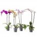 palms, potted plants, air purifying plants, indoor plants, plants for health, air cleaning plants, lilies, peace lilies, Dendrobium, orchids, ferns, Schefflera, anthuriums, song of india, gardening, urban gardening, indoor garden, vocs, air filter, natural air filter, green design, eco design, sustainable design