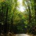 philippine national police, forest loss, police for nature, department of environment and natural resources, illegal logging, illegal mining, wetlands loss, mangrove trees, replanting forests, national greening project, eco-friendly goverment, climate change, environmental restoration, environmental responsibility