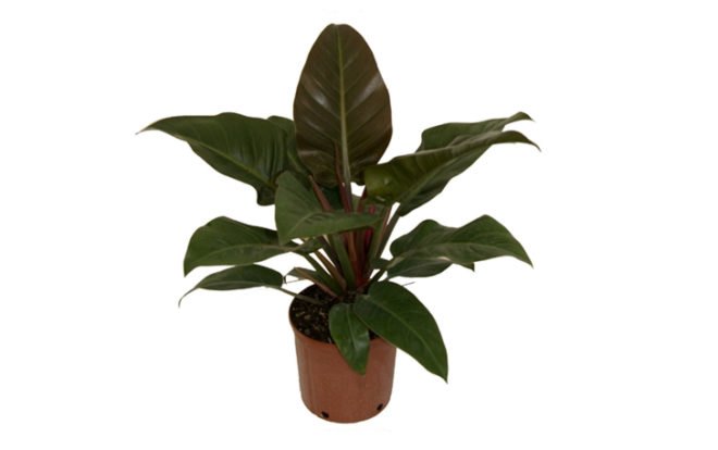 palms, potted plants, air purifying plants, indoor plants, plants for health, air cleaning plants, lilies, peace lilies, Dendrobium, orchids, ferns, Schefflera, anthuriums, song of india, gardening, urban gardening, indoor garden, vocs, air filter, natural air filter, green design, eco design, sustainable design