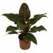 palms, potted plants, air purifying plants, indoor plants, plants for health, air cleaning plants, lilies, peace lilies, Dendrobium, orchids, ferns, Schefflera, anthuriums, song of india, gardening, urban gardening, indoor garden, vocs, air filter, natural air filter, green design, eco design, sustainable design