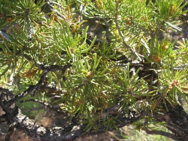 Pinyon Pine, piñon pine, trees, conifers, coniferous trees, New Mexico, Rattlesnake Canyon Wildlife Area