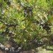 Pinyon Pine, piñon pine, trees, conifers, coniferous trees, New Mexico, Rattlesnake Canyon Wildlife Area