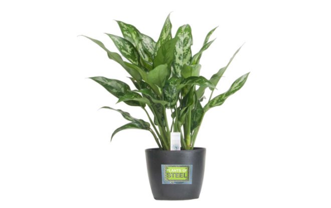 aglaonemas, 6 Hard to Kill Plants for the Recovering Brown Thumb, plants of steel, houseplants, hard to kill houseplants, hard to kill plants, plants that live a long time, low maintenance plants, easy to care for plants, costa farms, urban gardening, gardening, plants, plants that are hard to kill, what plants are hard to kill